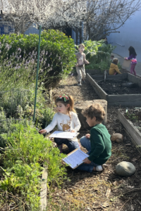 Kids in TK work in the garden at Courtyard School