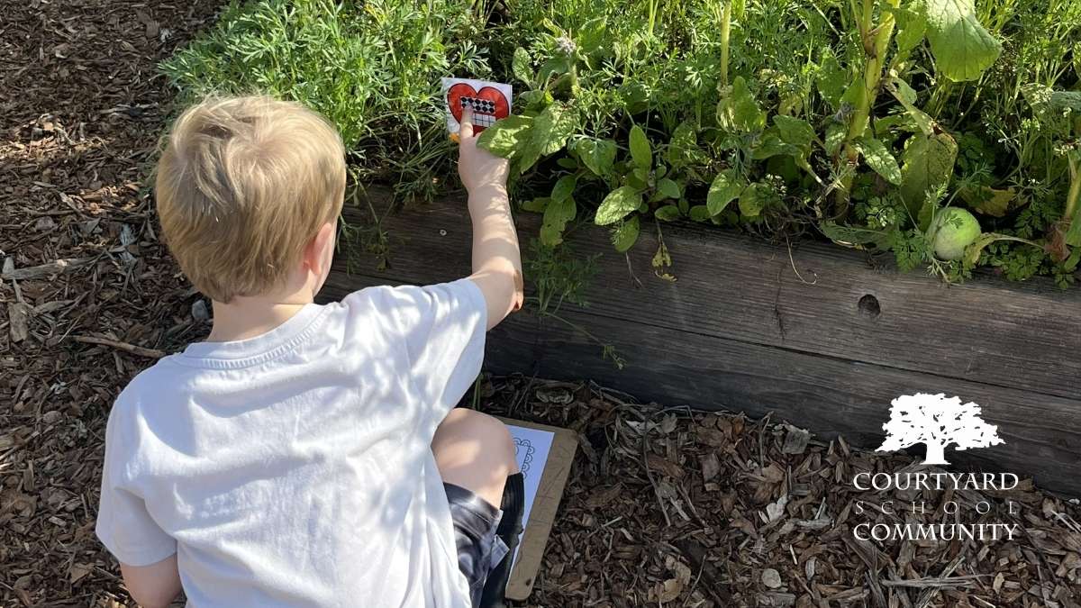 a TK student in the Courtyard School garden